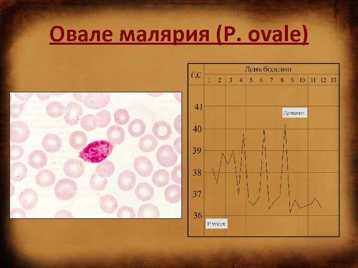 Овале малярия (P. ovale) 