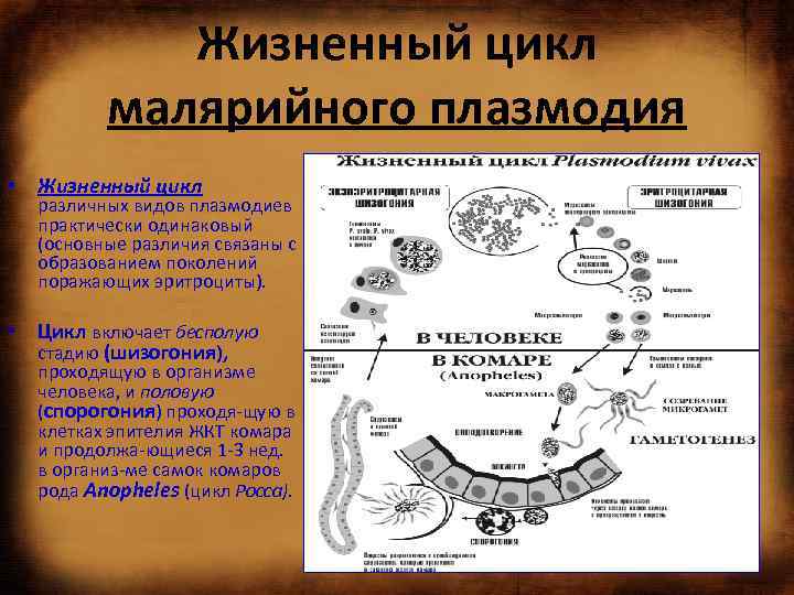 Жизненный цикл малярийного плазмодия • Жизненный цикл различных видов плазмодиев практически одинаковый (основные различия