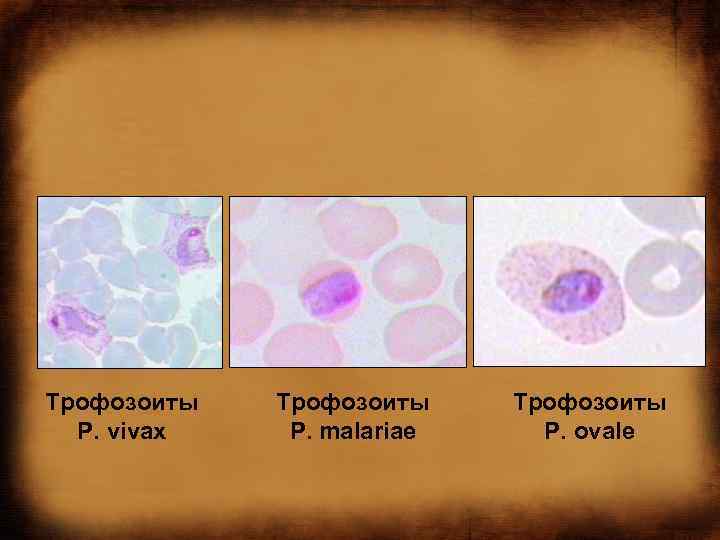 Трофозоиты Р. vivax Трофозоиты Р. malariae Трофозоиты Р. ovale 