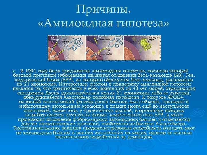 Причины. «Амилоидная гипотеза» В 1991 году была предложена «амилоидная гипотеза» , согласно которой базовой