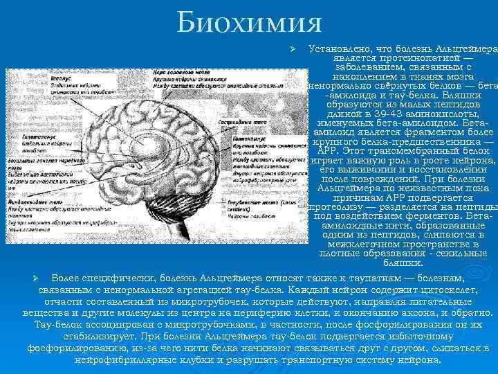 Биохимия Ø Установлено, что болезнь Альцгеймера является протеинопатией — заболеванием, связанным с накоплением в