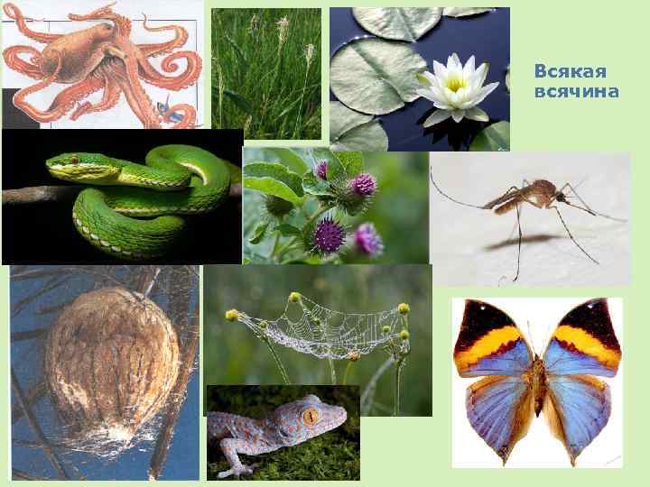 Всякая всячина 