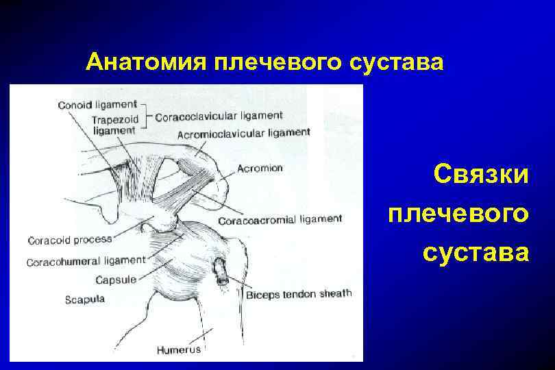 Анатомия плечевого сустава человека в картинках