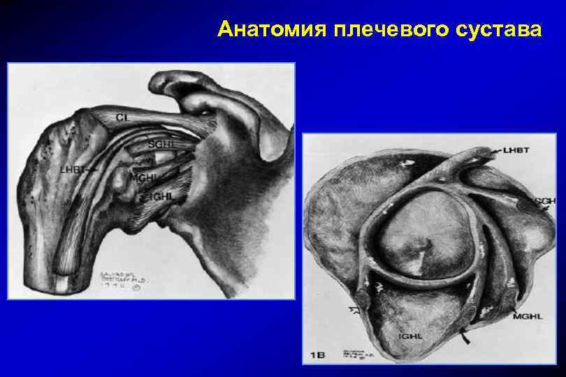 Анатомия плечевого сустава человека в картинках