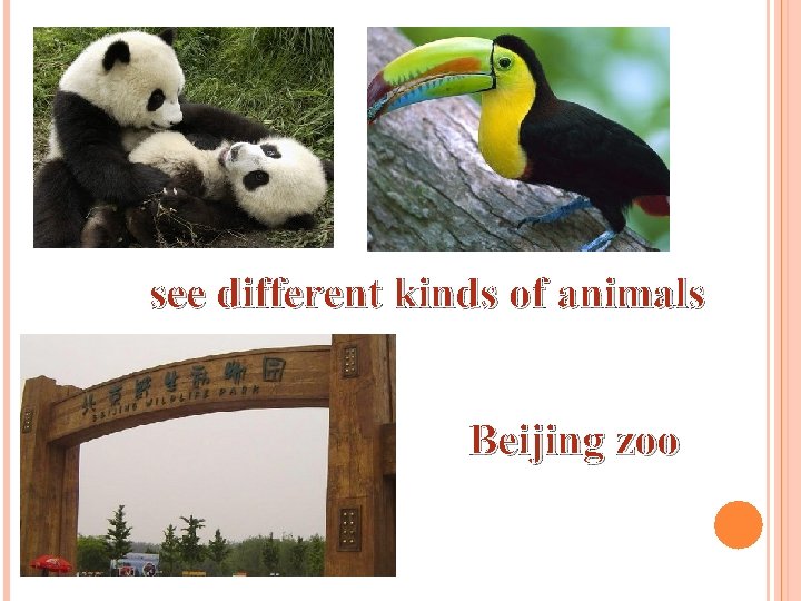 see different kinds of animals Beijing zoo 