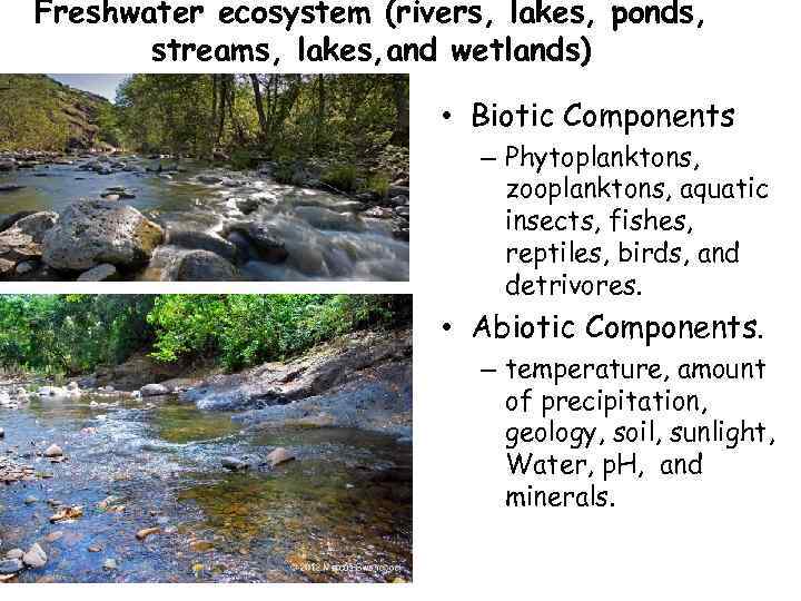 Freshwater ecosystem (rivers, lakes, ponds, streams, lakes, and wetlands) • Biotic Components – Phytoplanktons,