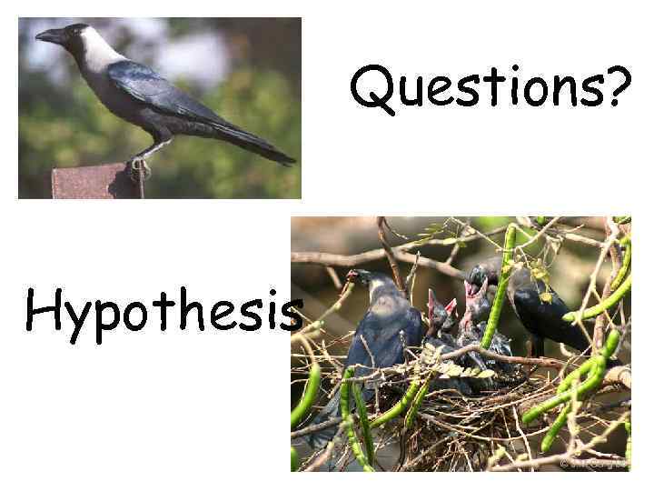 Questions? Hypothesis 