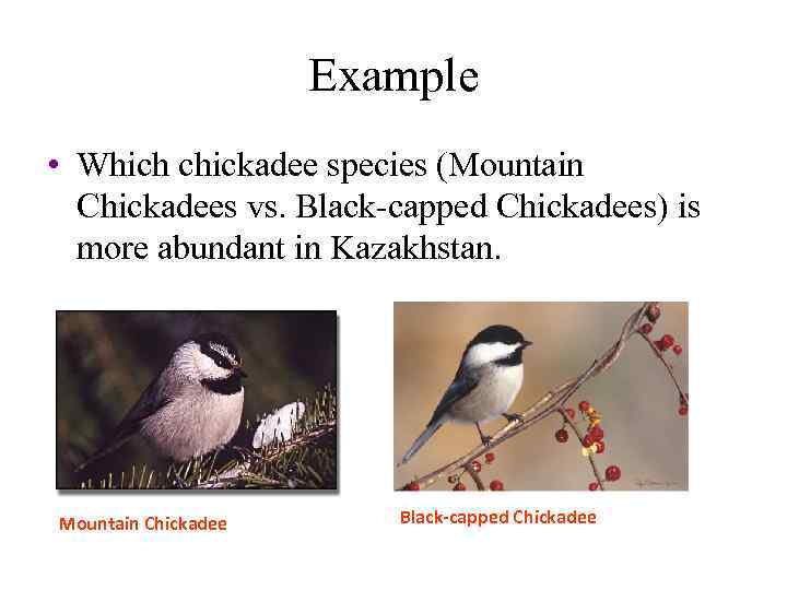 Example • Which chickadee species (Mountain Chickadees vs. Black-capped Chickadees) is more abundant in