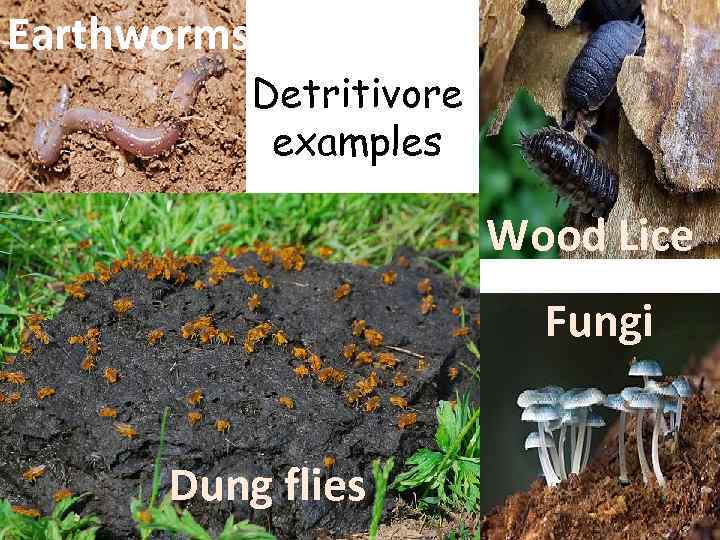 Earthworms Detritivore examples Wood Lice Fungi Dung flies 