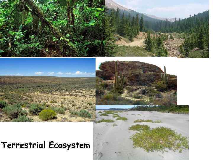 Terrestrial Ecosystem 