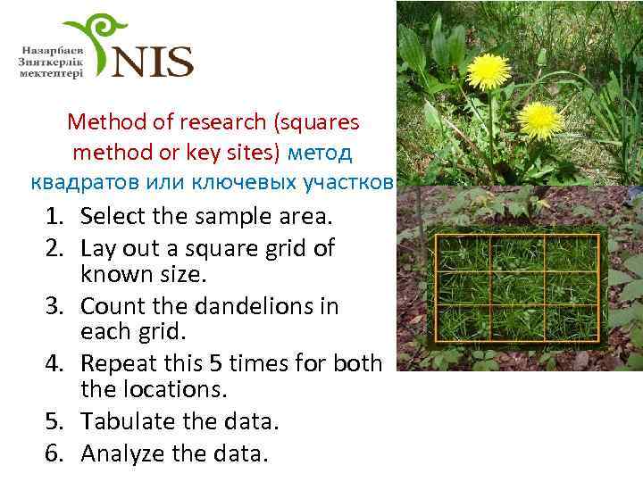 Method of research (squares method or key sites) метод квадратов или ключевых участков 1.