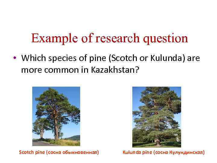 Example of research question • Which species of pine (Scotch or Kulunda) are more