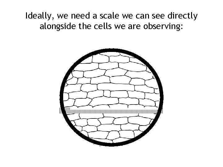 Ideally, we need a scale we can see directly alongside the cells we are