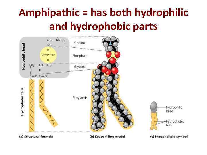 Amphipathic = has both hydrophilic and hydrophobic parts 