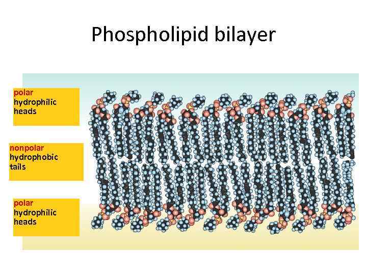 Phospholipid bilayer polar hydrophilic heads nonpolar hydrophobic tails polar hydrophilic heads 