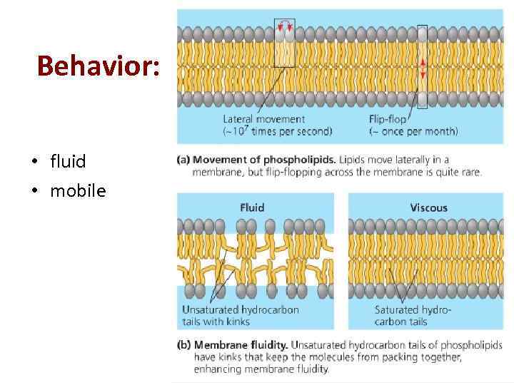 Behavior: • fluid • mobile 