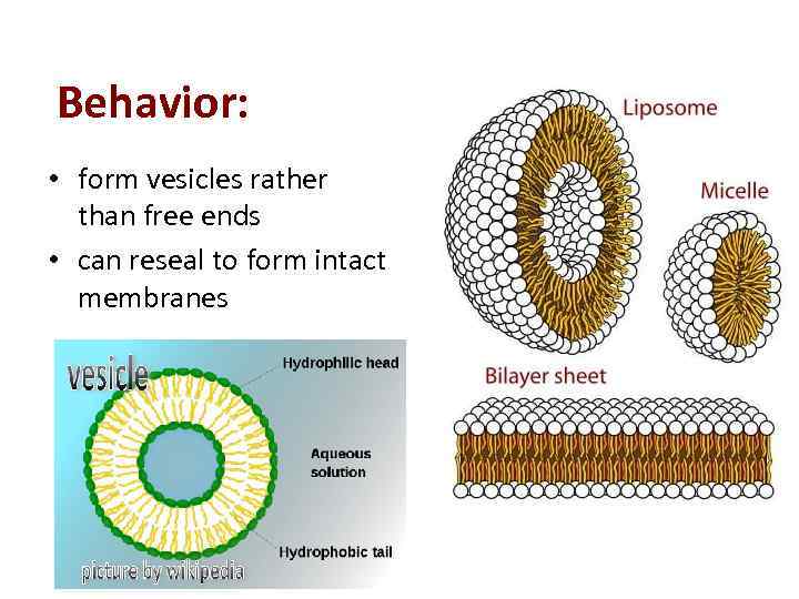 Behavior: • form vesicles rather than free ends • can reseal to form intact