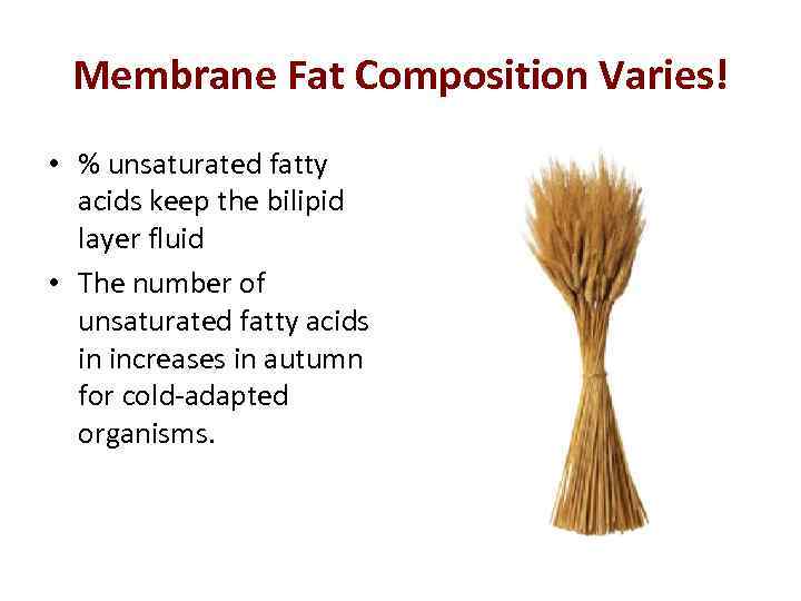Membrane Fat Composition Varies! • % unsaturated fatty acids keep the bilipid layer fluid