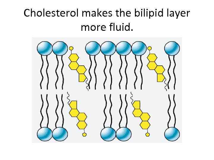 Cholesterol makes the bilipid layer more fluid. 