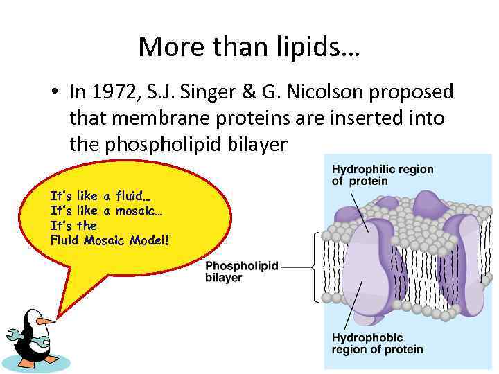 More than lipids… • In 1972, S. J. Singer & G. Nicolson proposed that