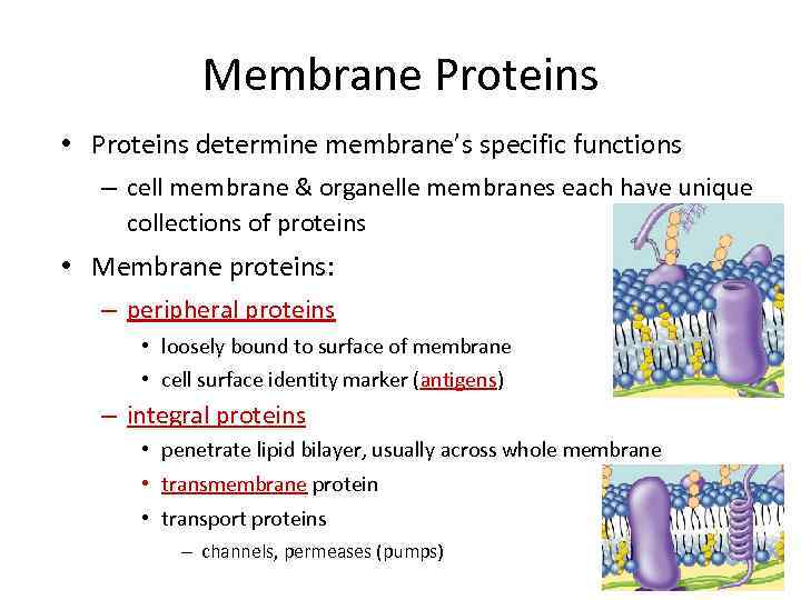 Membrane Proteins • Proteins determine membrane’s specific functions – cell membrane & organelle membranes