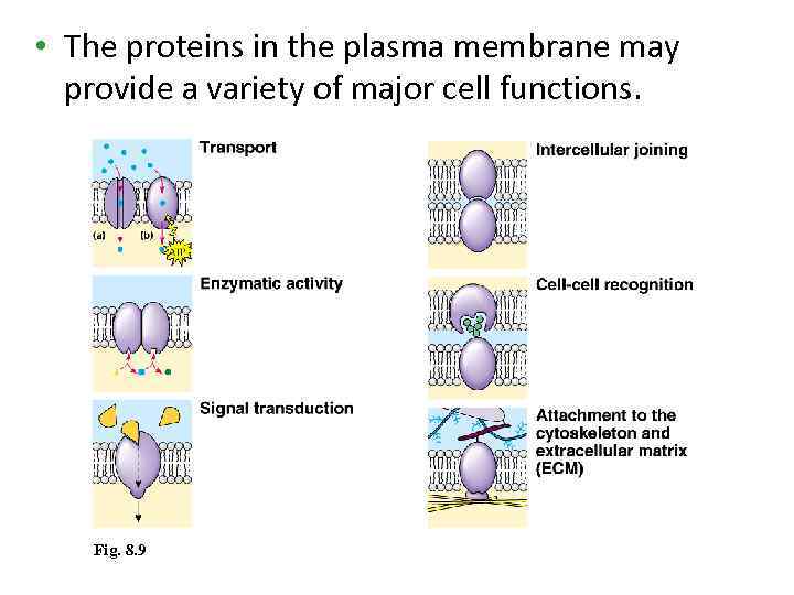  • The proteins in the plasma membrane may provide a variety of major