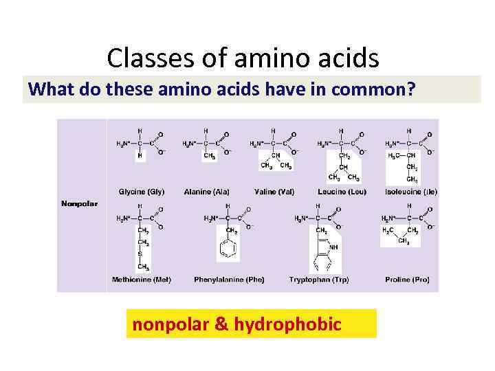 Classes of amino acids What do these amino acids have in common? nonpolar &