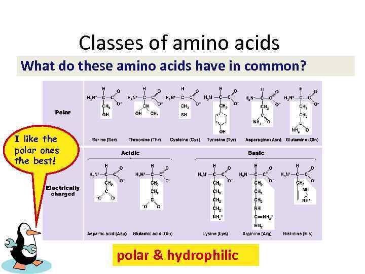 Classes of amino acids What do these amino acids have in common? I like