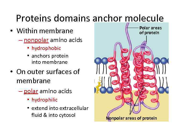 hydrophobic amino acids in membran