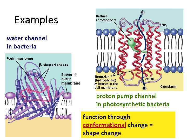 Examples Retinal chromophore H+ NH 2 water channel in bacteria Porin monomer b-pleated sheets