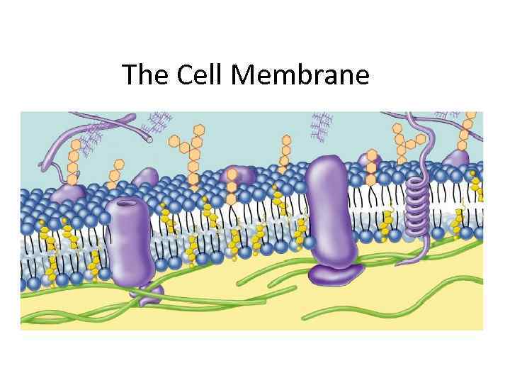 The Cell Membrane 