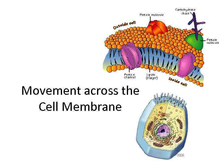 Movement across the Cell Membrane 2007 -2008 