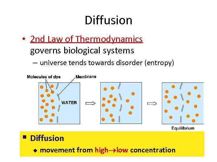 Diffusion • 2 nd Law of Thermodynamics governs biological systems – universe tends towards