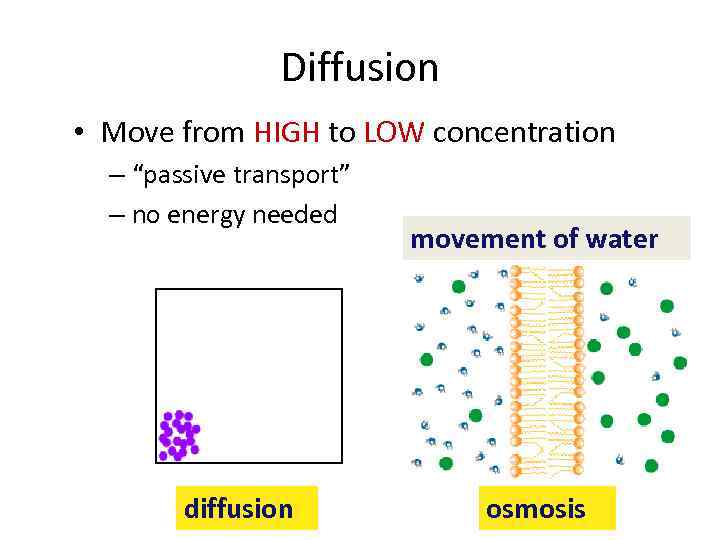 Diffusion • Move from HIGH to LOW concentration – “passive transport” – no energy