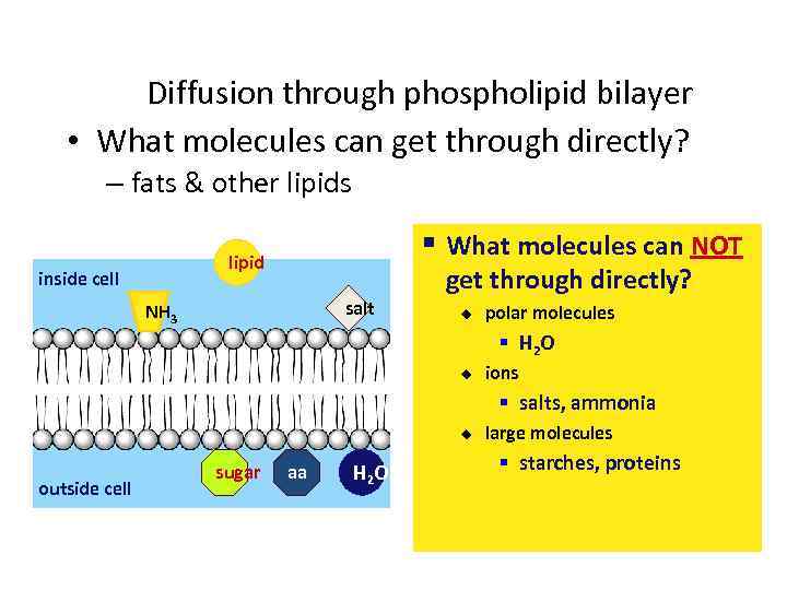Diffusion through phospholipid bilayer • What molecules can get through directly? – fats &