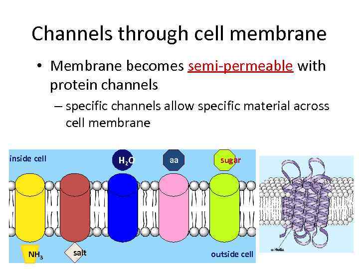 Channels through cell membrane • Membrane becomes semi-permeable with protein channels – specific channels
