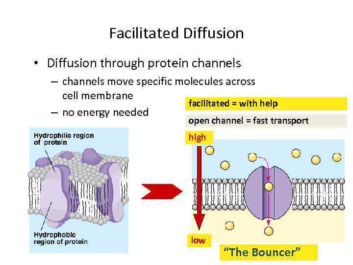 Facilitated Diffusion • Diffusion through protein channels – channels move specific molecules across cell