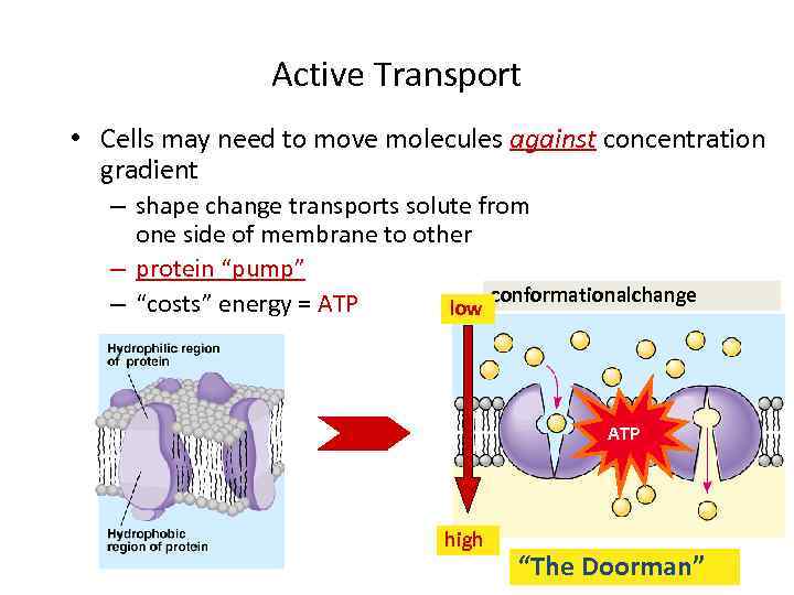 Active Transport • Cells may need to move molecules against concentration gradient – shape