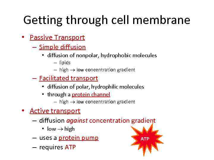Getting through cell membrane • Passive Transport – Simple diffusion • diffusion of nonpolar,