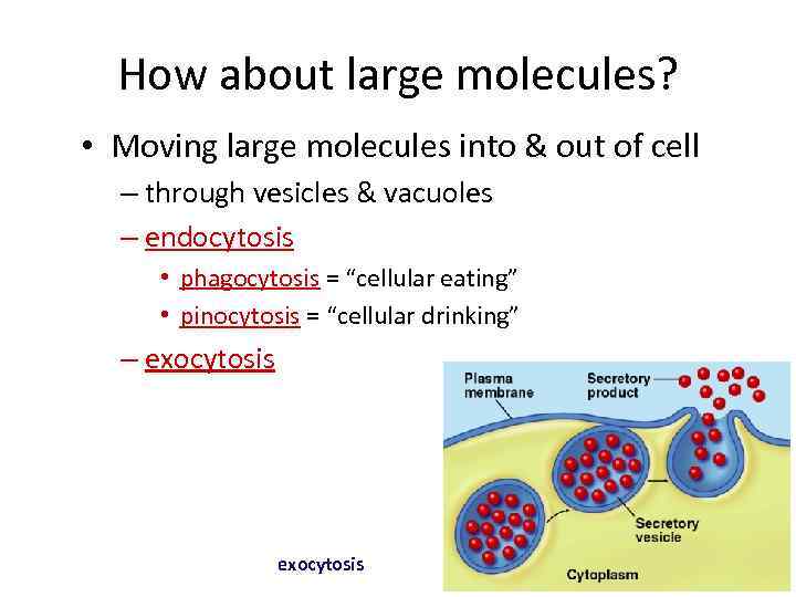 How about large molecules? • Moving large molecules into & out of cell –