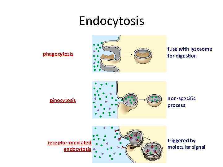 Endocytosis phagocytosis pinocytosis receptor-mediated endocytosis fuse with lysosome for digestion non-specific process triggered by