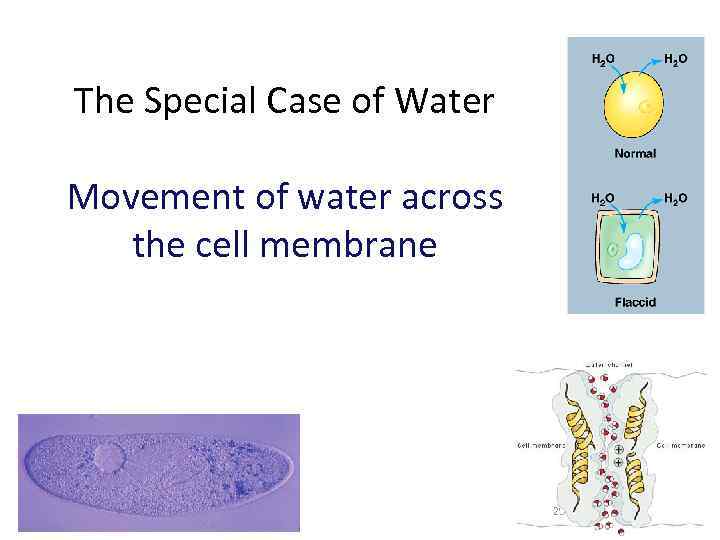 The Special Case of Water Movement of water across the cell membrane 2007 -2008