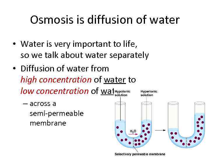 Osmosis is diffusion of water • Water is very important to life, so we