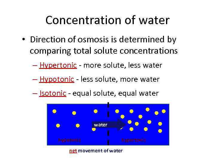 Concentration of water • Direction of osmosis is determined by comparing total solute concentrations