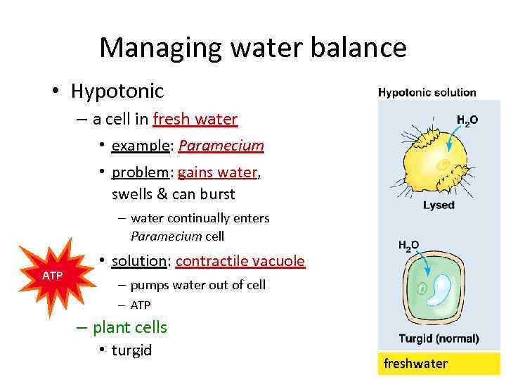 Managing water balance • Hypotonic – a cell in fresh water • example: Paramecium
