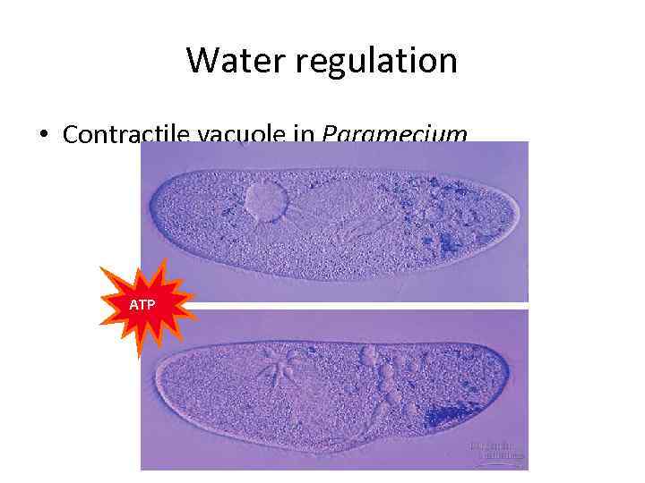 Water regulation • Contractile vacuole in Paramecium ATP 