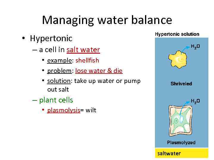 Managing water balance • Hypertonic – a cell in salt water • example: shellfish
