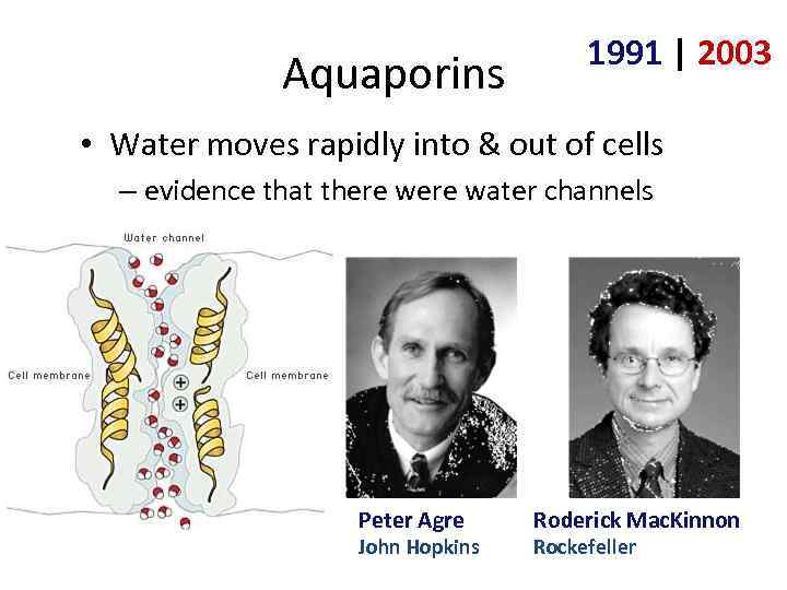 Aquaporins 1991 | 2003 • Water moves rapidly into & out of cells –