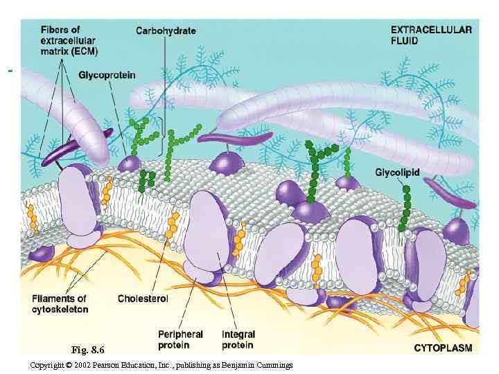 Fig. 8. 6 Copyright © 2002 Pearson Education, Inc. , publishing as Benjamin Cummings