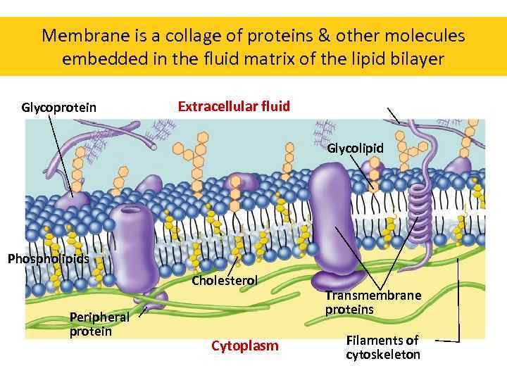 Membrane is a collage of proteins & other molecules embedded in the fluid matrix